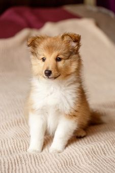 regalo cuccioli di shetland sheepdog disponibili 5 splendidi cuccioli di shetland sheepdog 3 maschi 