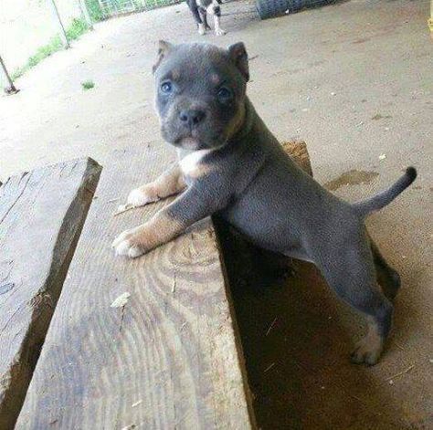 regalo bellissimi maschi e femmine pitbull cuccioli abbiamo disponibili cuccioli di pitbull maschi e