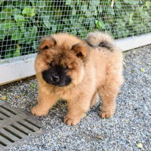 cuccioli di chow chow femminucce e maschietti disponibili per ladozione gratuita i cuccioli sono va