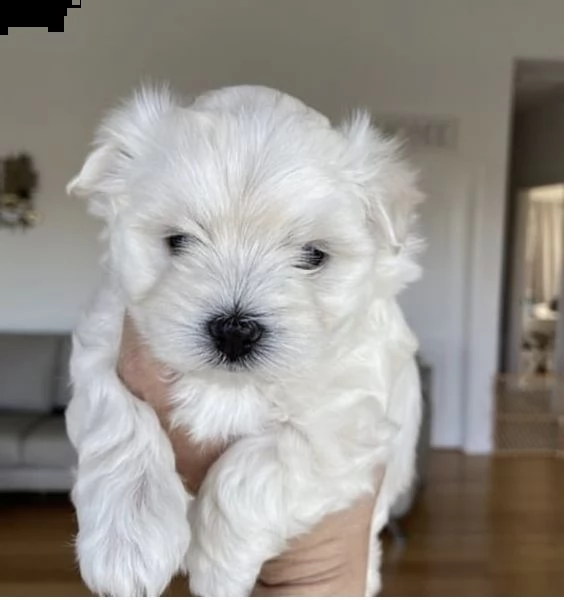 regalo  maltese mini toy