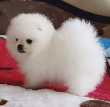 regalo  volpino pomerania mini toy at | Foto 0