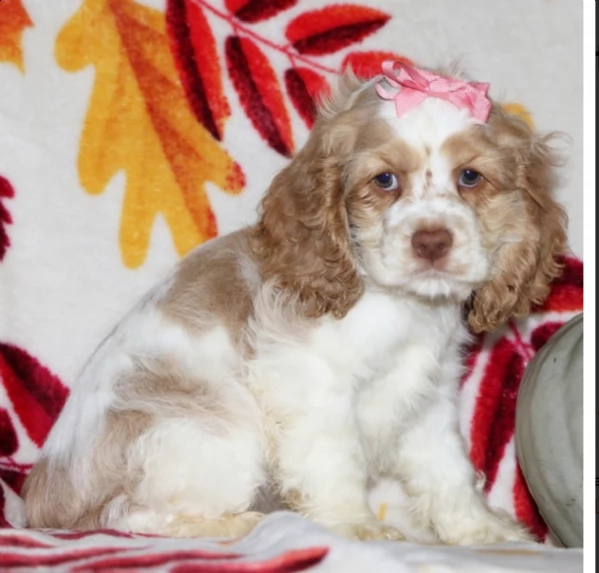  regalo  cuccioli di cocker spaniel