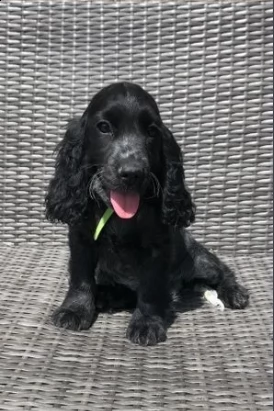 cuccioli razza cocker spaniel | Foto 1