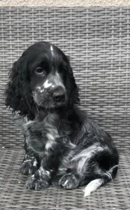 cuccioli razza cocker spaniel