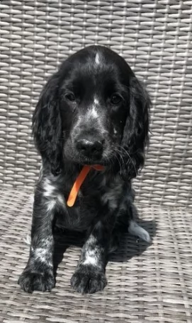 cuccioli razza cocker spaniel | Foto 0