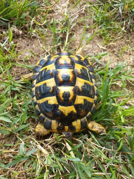 Testudo Hermanni maschio adulto | Foto 0