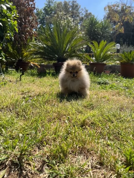 volpino della pomerania toy spitz tedesco nano 