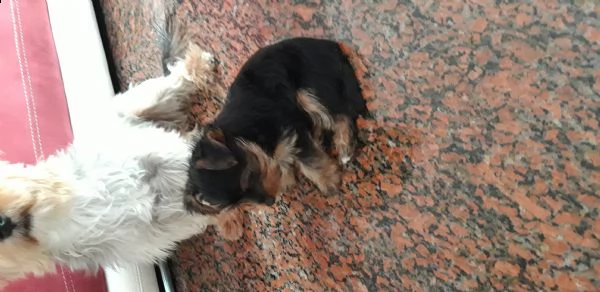 vendo cucciola yorkshire femmina 