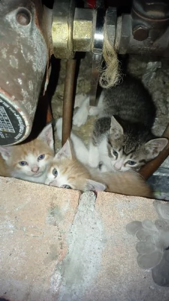 gattini 