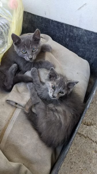 regalo gattini