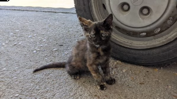 regalo gattini | Foto 1