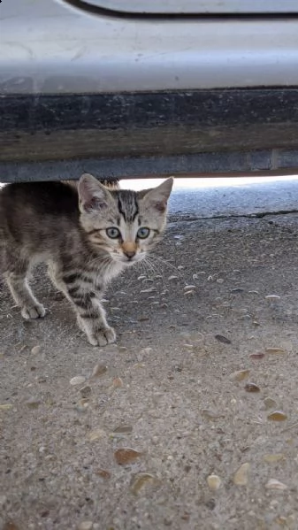 regalo gattini | Foto 0