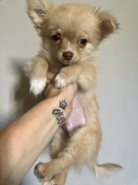 chihuahua  | Foto 2