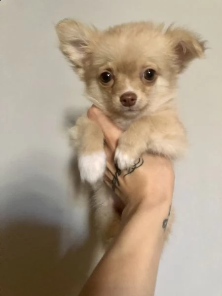 chihuahua  | Foto 1
