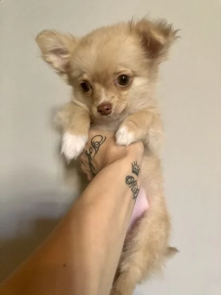 chihuahua  | Foto 0
