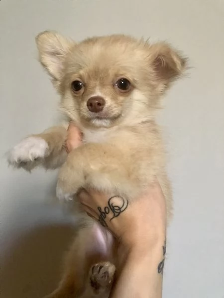 chihuahua 