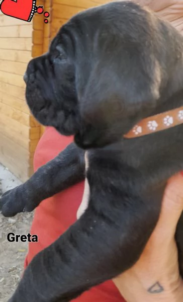 cuccioli di cane corso 