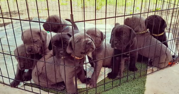 cuccioli di cane corso  | Foto 1