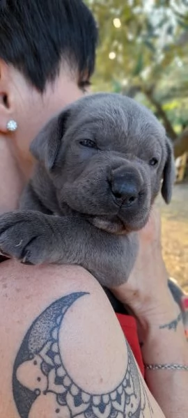 cuccioli di cane corso  | Foto 0