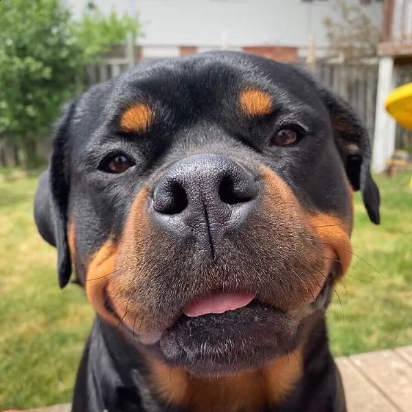regalo cuccioli di tipo rottweiler con i capelli corti cuccioli di rottweiler capelli corti e tutto