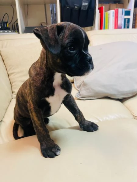 maschi di boxer | Foto 2
