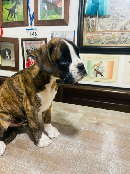 maschi di boxer | Foto 1