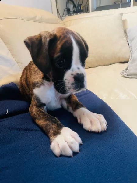 maschi di boxer | Foto 0