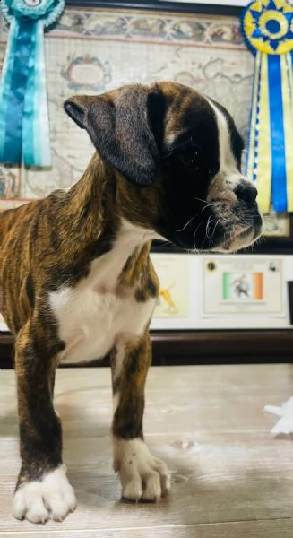 maschi di boxer