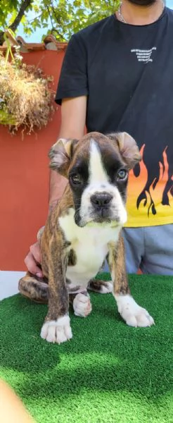 boxer cucciolo favoloso | Foto 0
