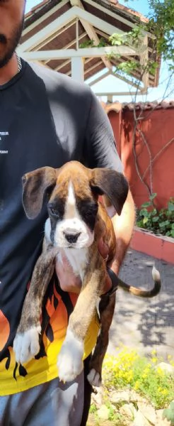 boxer cucciolo favoloso