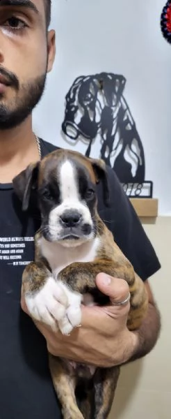 dolcissimo e splendido cucciolo di boxer maschio.