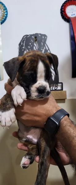 dolcissimo e splendido cucciolo di boxer maschio. | Foto 3