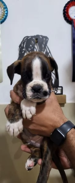 dolcissimo e splendido cucciolo di boxer maschio. | Foto 2