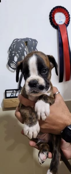 dolcissimo e splendido cucciolo di boxer maschio. | Foto 1