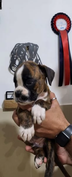 dolcissimo e splendido cucciolo di boxer maschio. | Foto 0