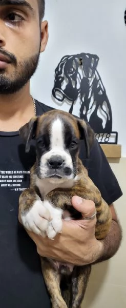 aaaa ...  il tuo cucciolo di boxer ti sta cercando!!! | Foto 3