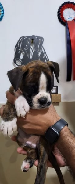 aaaa ...  il tuo cucciolo di boxer ti sta cercando!!! | Foto 1