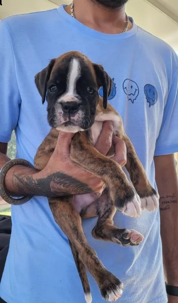 cucciolo di boxer cerca affetto!!! | Foto 2