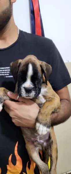 cucciolo di boxer cerca affetto!!! | Foto 1
