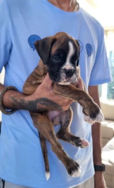 cucciolo di boxer cerca affetto!!! | Foto 0