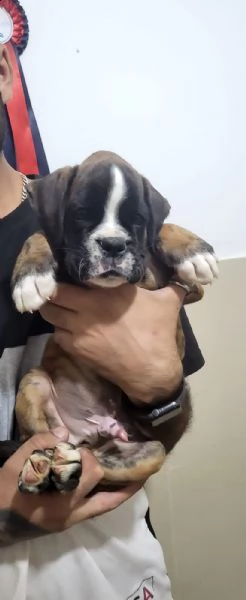 cucciolo di boxer cerca affetto!!!