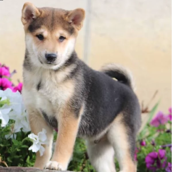 regalo shiba inu