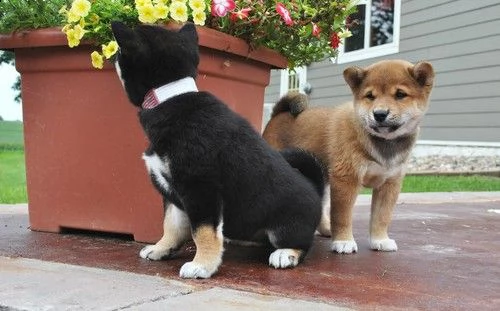 regalo cuccioli shiba inu