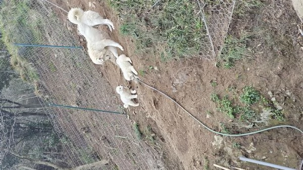 Cuccioli maremmano  | Foto 2