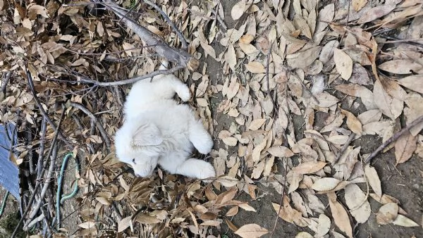 Cuccioli maremmano  | Foto 1