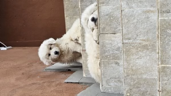 Cuccioli maremmano  | Foto 0