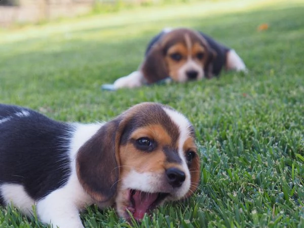 cuccioli beagle | Foto 4