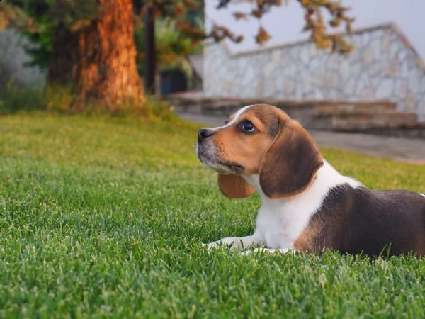 cuccioli beagle | Foto 3