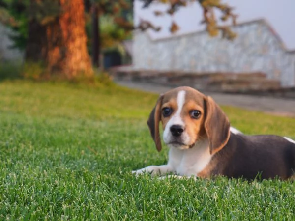 cuccioli beagle | Foto 2