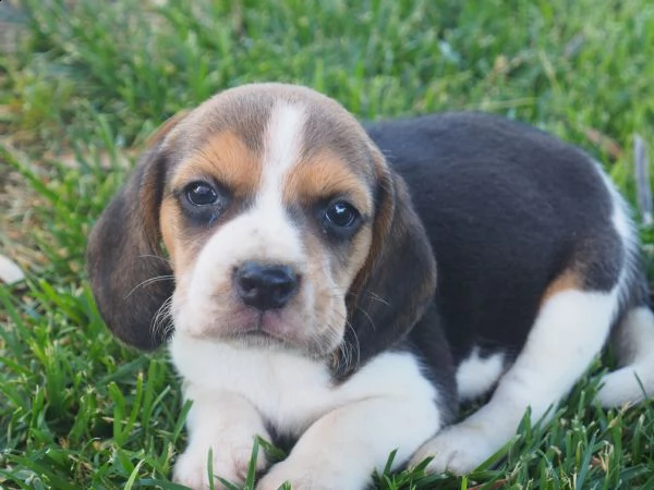 cuccioli beagle